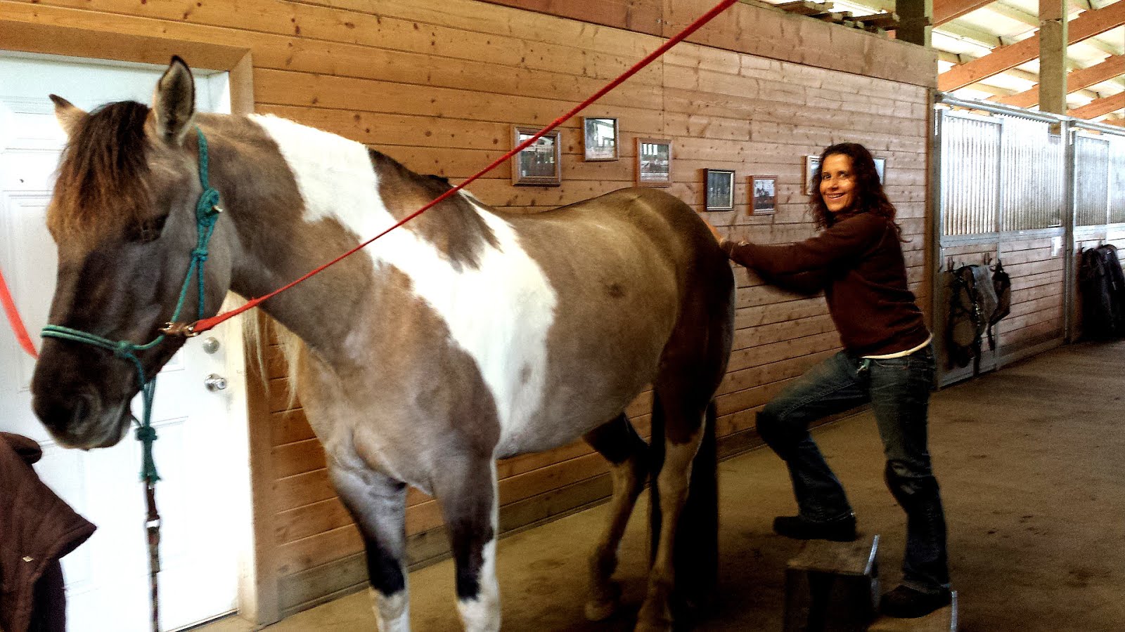Horse Massage Therapy Schools Horse Choices