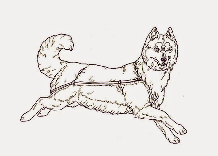 baby husky coloring pages - photo #28
