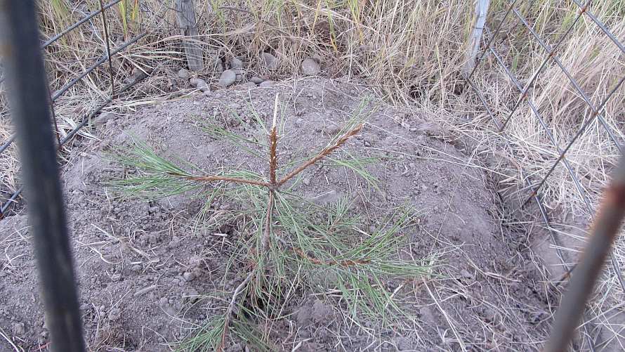 Life among the Tall Pines Protecting trees from the horses