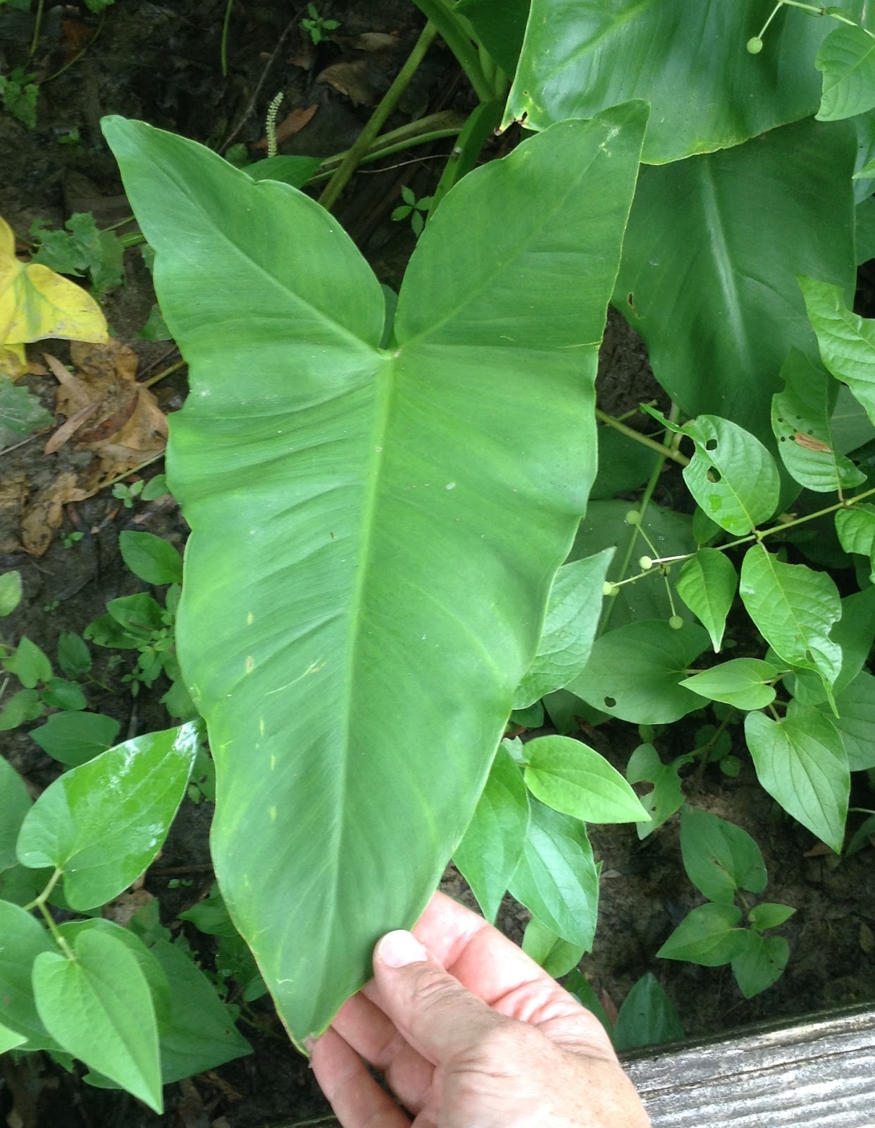 Foraging Texas Arrowhead/Wapato