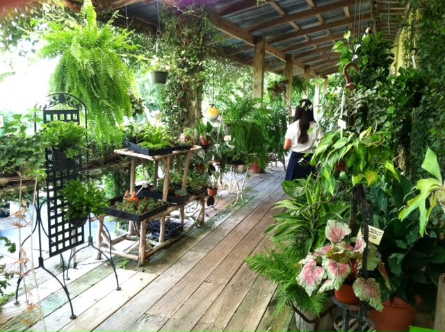 Central Florida Gardener: Simon Seed Farm & Garden Center
