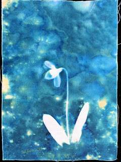 Wet cyanotype_Sue Reno_Image 286