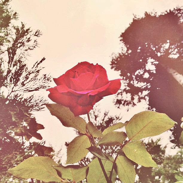 red rose with the tall trees