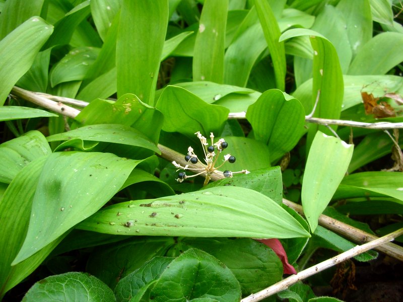 Vermont Wild Edibles
