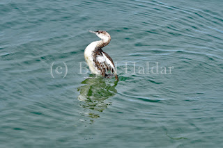 Common Loon Flapping Wings Common Loon Flapping Wings