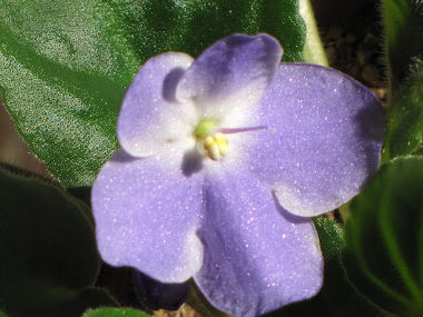 Periwinkle African Violet