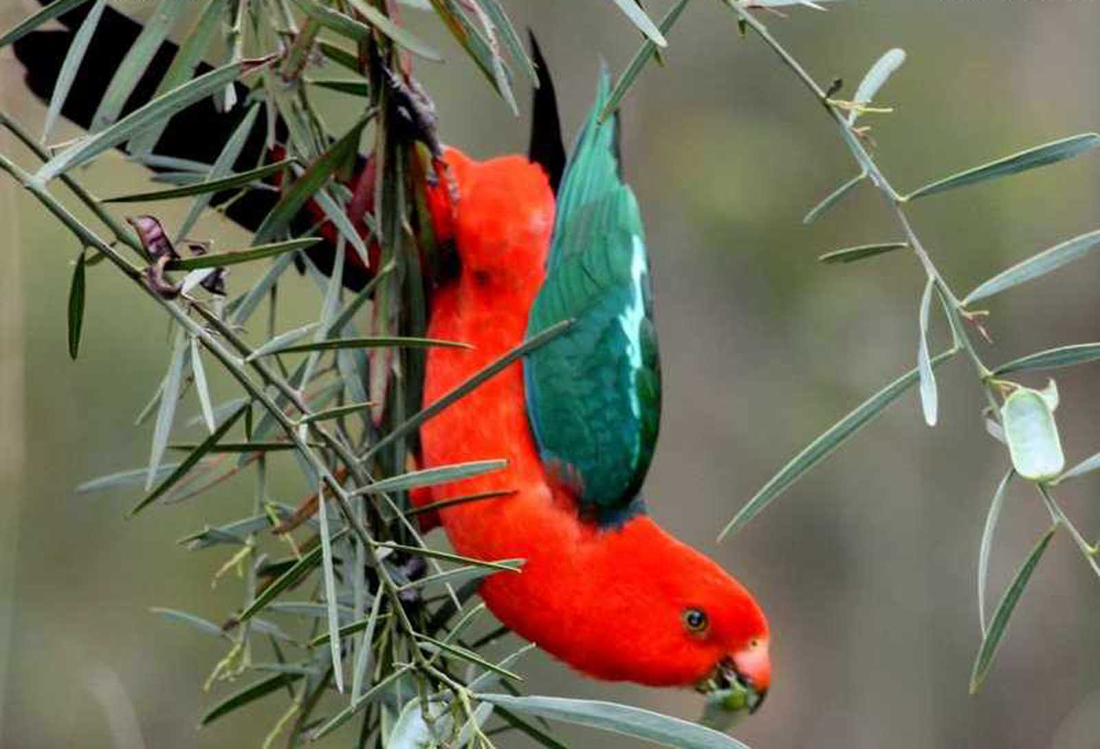 Bird Flower and Fish: Australian King Parrot