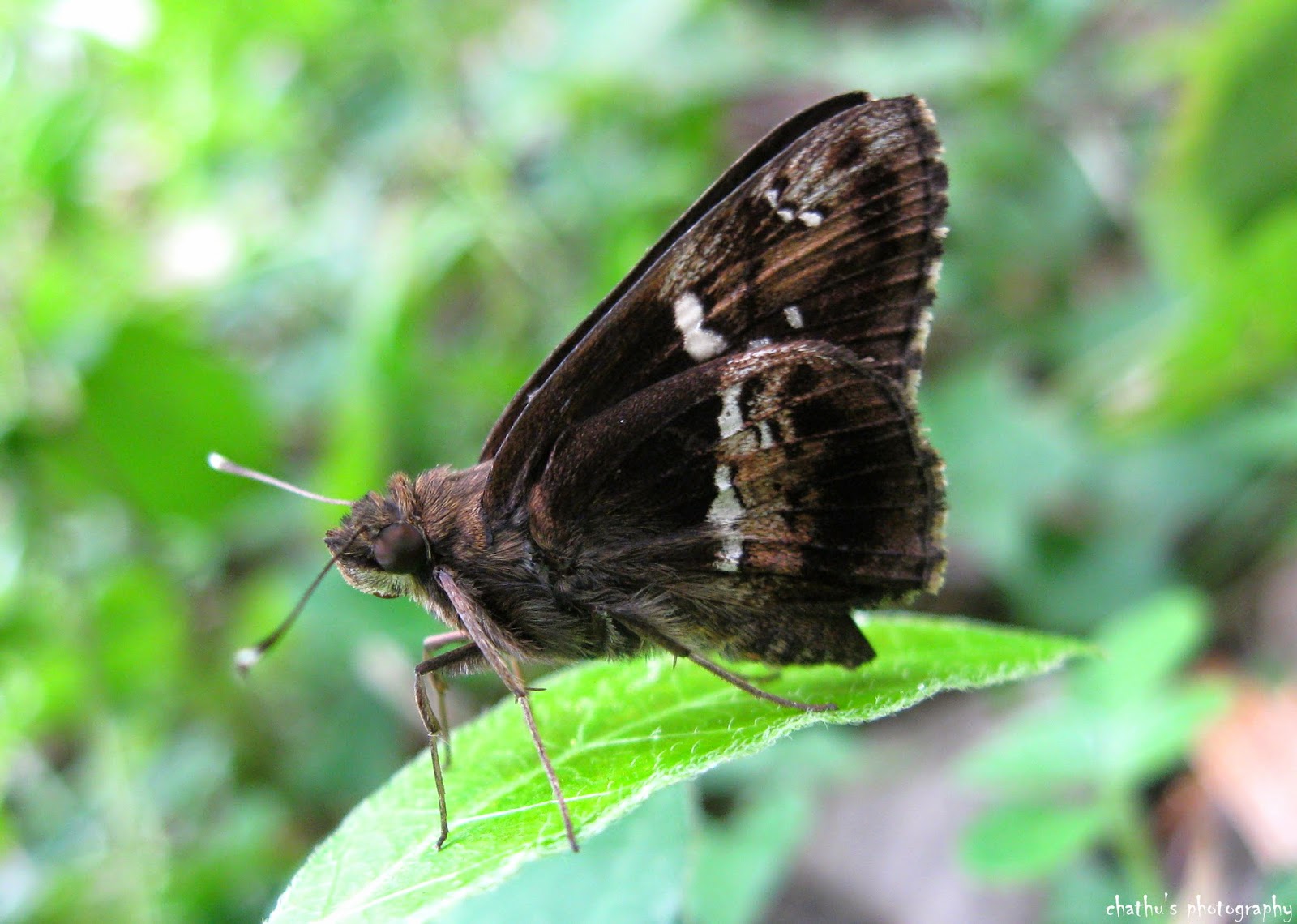 Nature Of Srilanka: Tree Flitter (Hyarotis adrastus adrastus) - රුක්සැරියා