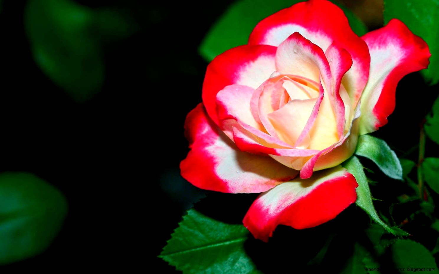 40 Beautiful Flower Wallpapers for your desktop