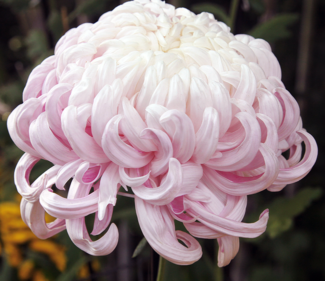 Kiku At The NY Botanical Garden, NY Botanical Garden, Chrysanthemums