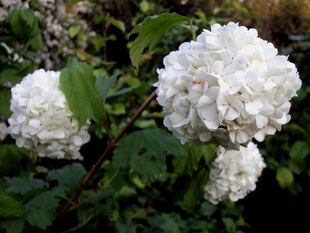 Blog W Zasadzie Ogrodowy