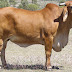Brahman Cattle Farming