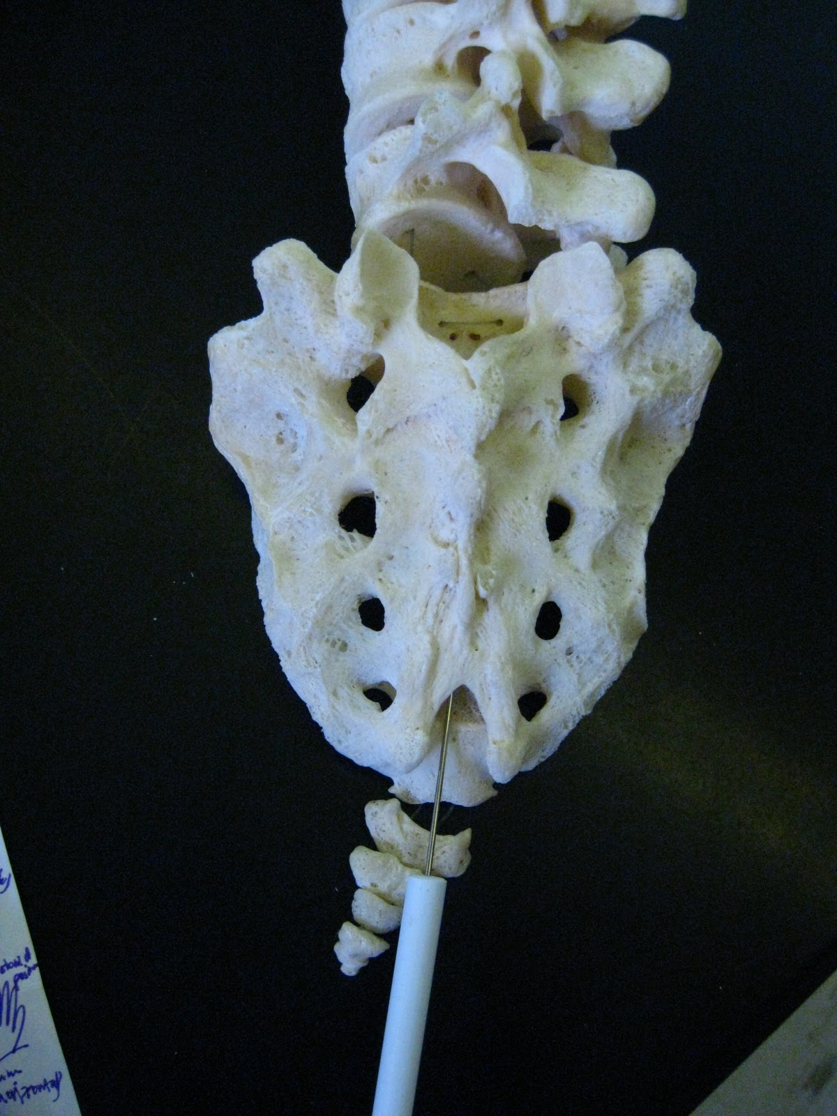 boned human skeleton sacrum nasal anatomy