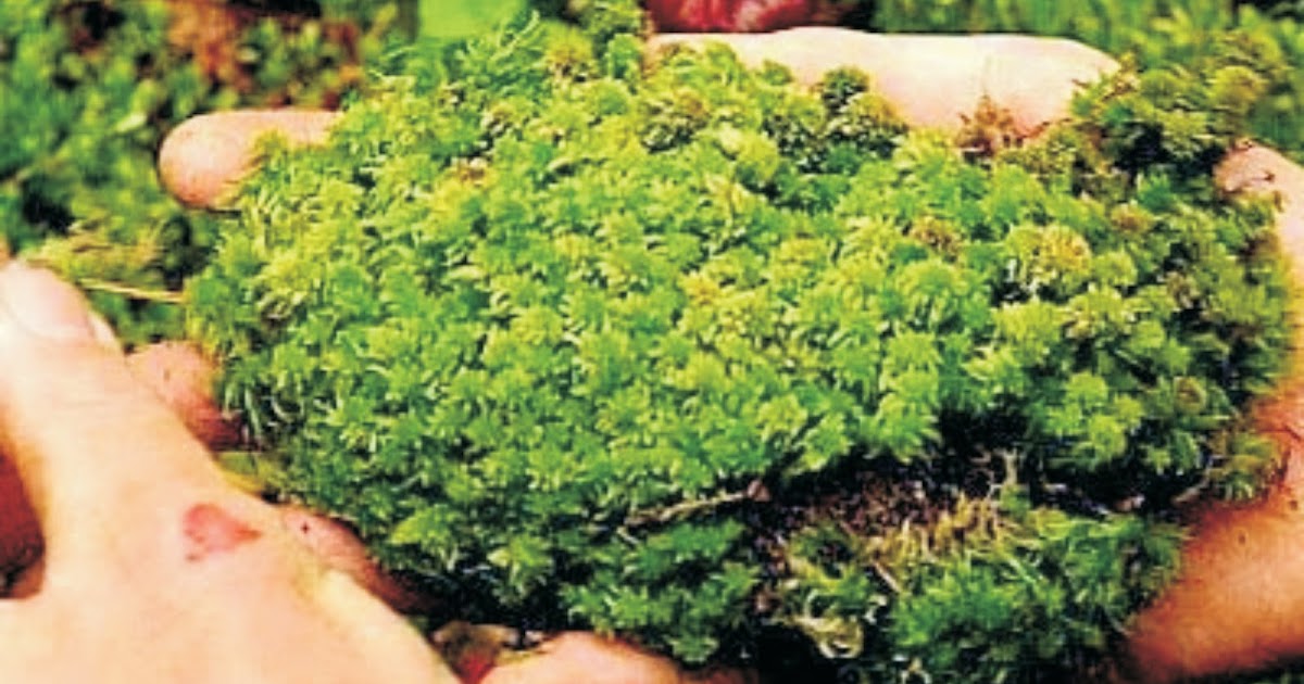 What is moss and general characteristics, classification, habitat