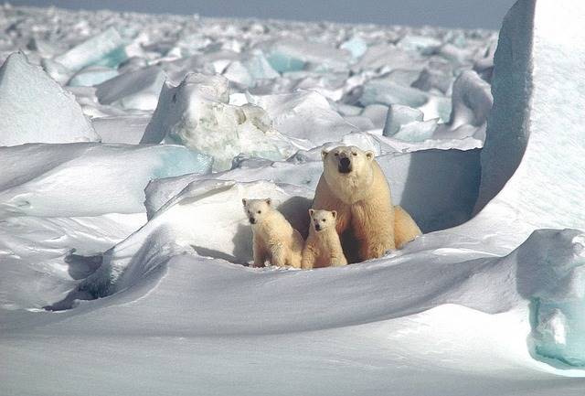 Beruang Kutub : Terancam Perubahan Iklim Global