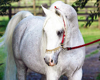 Altın süslemeli ve kırmızı kayışlı dizgini olan beyaz ve güzel bir Arap atı