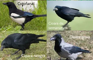 Patru dintre cele opt specii de corvide care traiesc in România