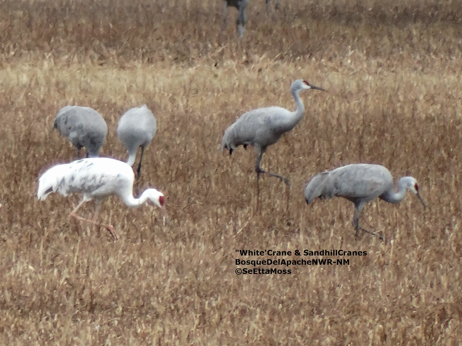 'White' crane among the Sandhill Cranes at Bosque del Apache NWR