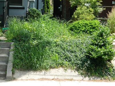 Palmerston Front Garden Cleanup before by Paul Jung Gardening Services Toronto Palmerston Front Garden Cleanup before by Paul Jung Gardening Services Toronto