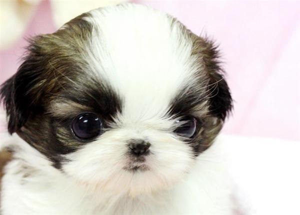 Como ensinar o shih tzu a não morder