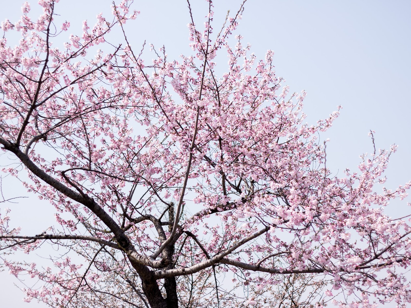 Three Dogs In A Garden