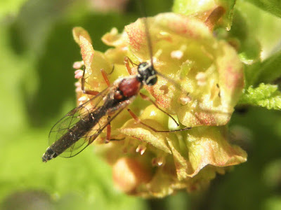 flor de grosellero, con insecto.