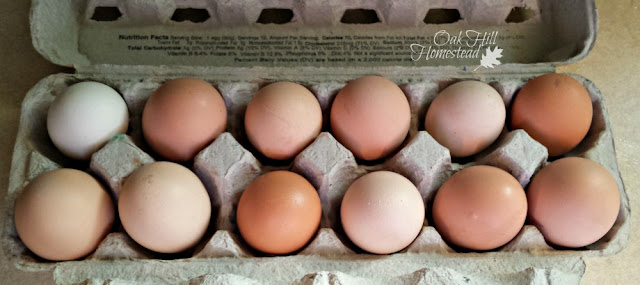 A dozen brown eggs
