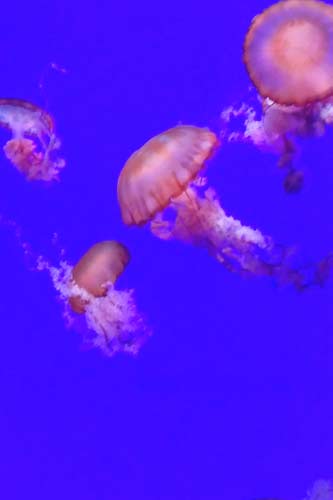 Ripley's Aquarium (Pacific Sea Nettles)