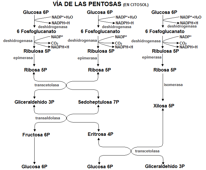 Resúmenes de bioquímica Metabolismos varios Vías de las pentosas Resúmenes de bioquímica Metabolismos varios Vías de las pentosas