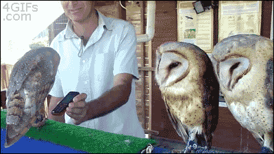 Coolest Gifs of Dancing Animals