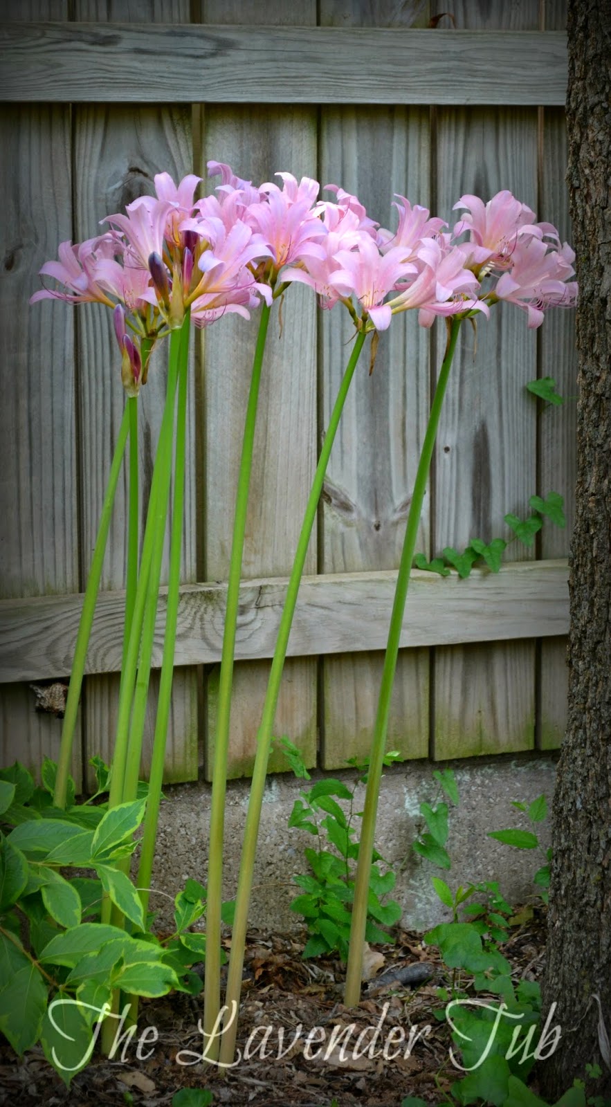 The Lavender Tub Naked Ladies!!!