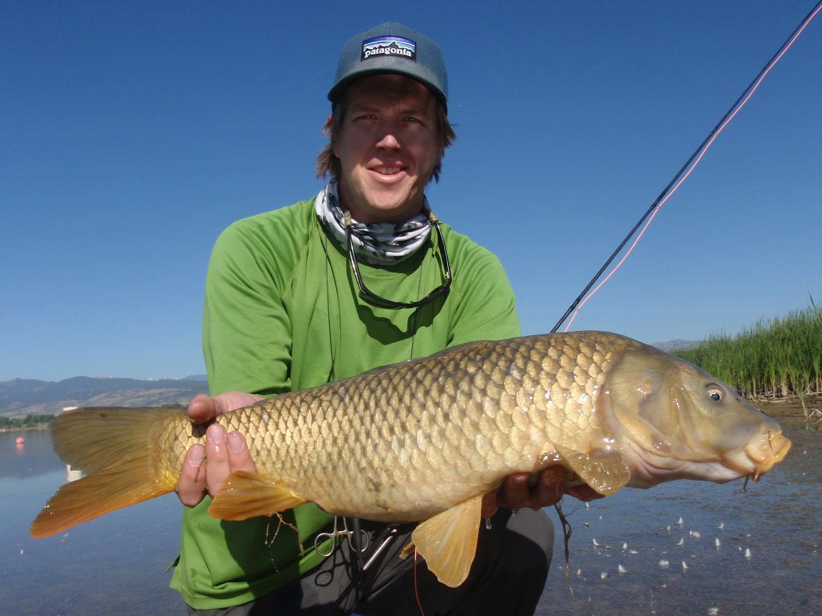 Colorado Fly Fishing Reports Bona Fide (The Carp Fishing is Good!)
