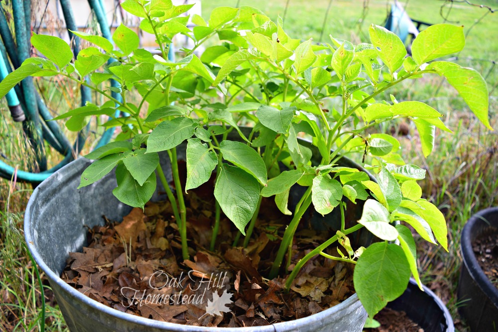 Why I'm Growing Potatoes in a Trash Can Oak Hill Homestead