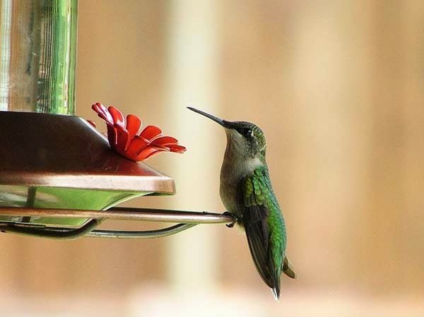 πουλί μέλισσα Bee Hummingbird 