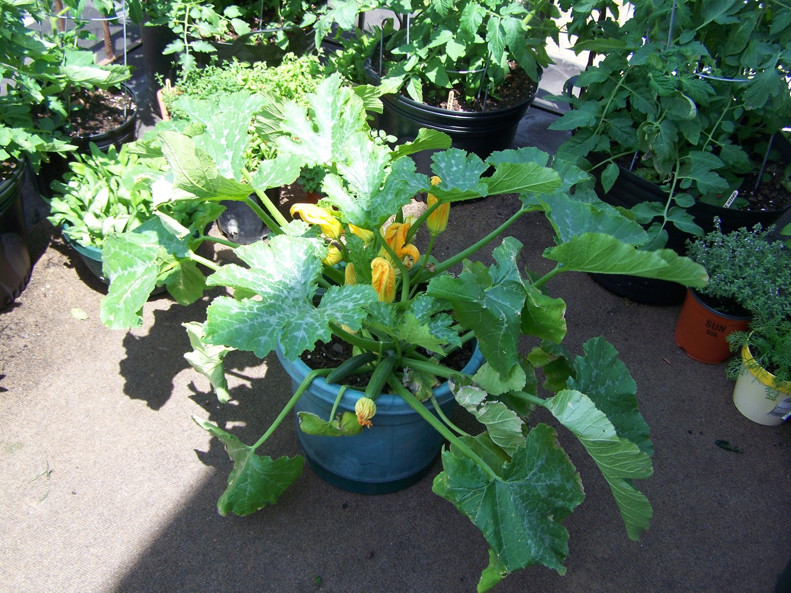 19+ Beauteous Growing Zucchini In A Container Inspiratif Design