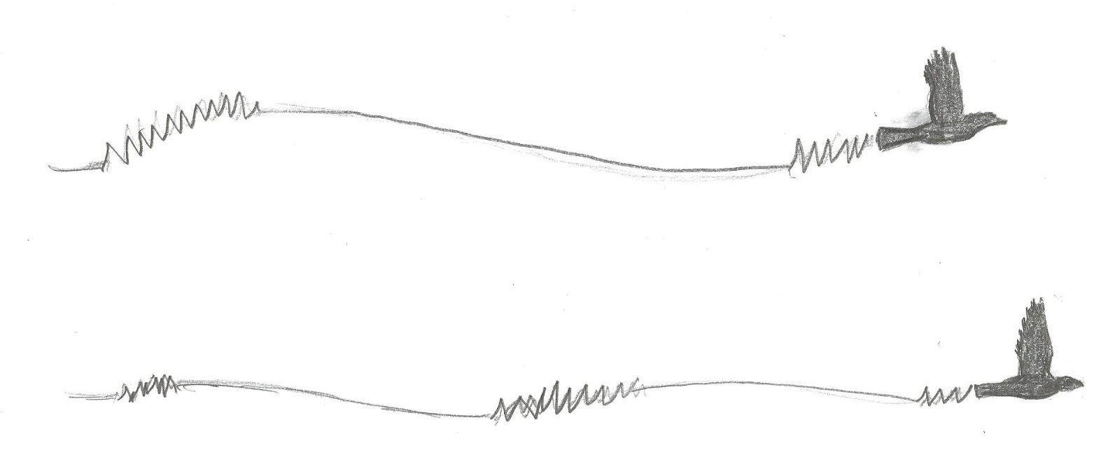 Greg in San Diego How to Identify Birds in Flight