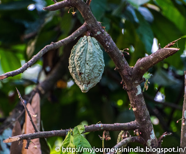 Thattekad Cocoa Fruit