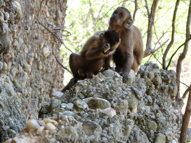 Monkeys are seen making stone flakes so humans are 'not unique' after all