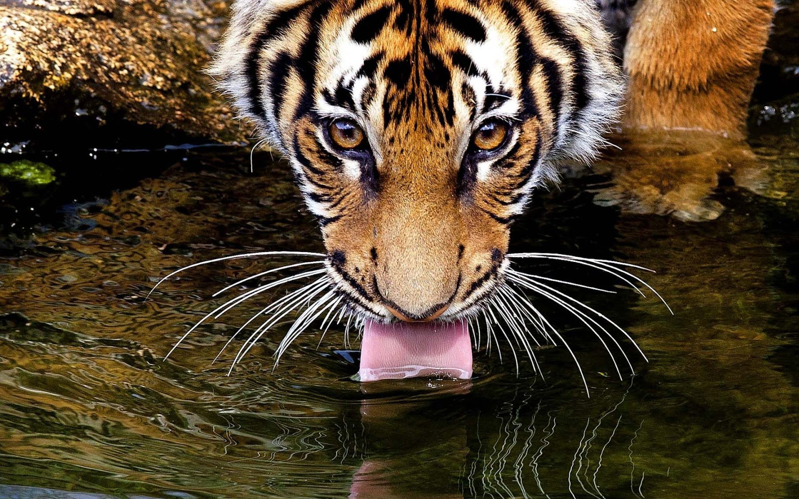 Photo of a tiger drinking water out of a pool, you can see his long ...