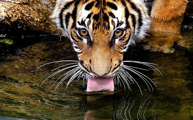 Photo of a tiger drinking water out of a pool, you can see his long tonque