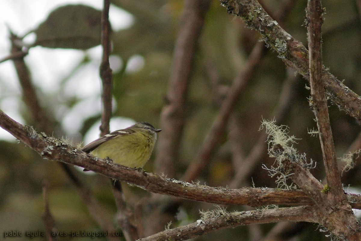 mis fotos de aves Phyllomyias nigrocapillus Mosquerito Capirotado