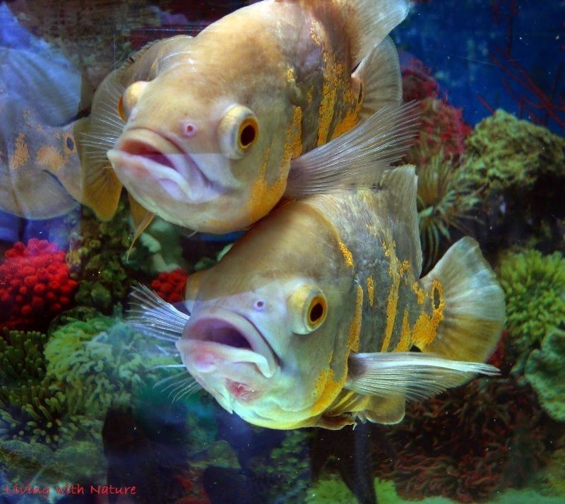 Ikan Oscar Astronotus Ocellatus Biota Dunia Perairan