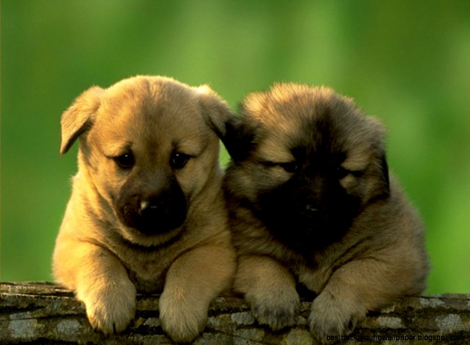 Cute Screensavers Wallpapers and Background