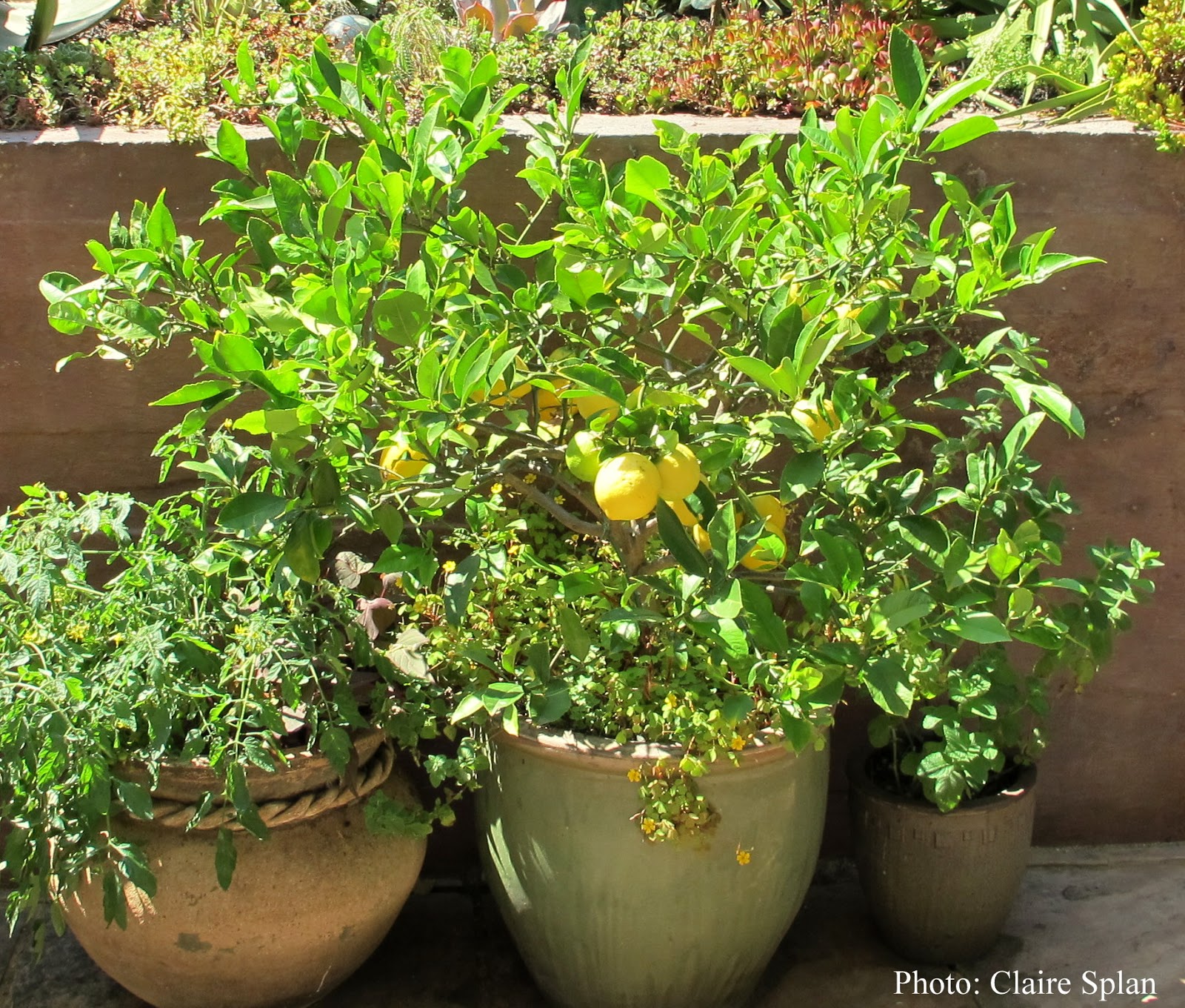 An Alameda Garden How to Repot a Citrus Tree