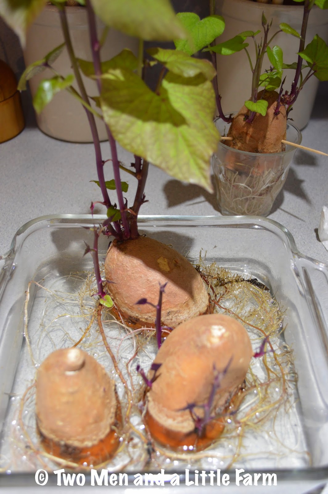 Two Men and a Little Farm HOW TO GROW SWEET POTATO SLIPS