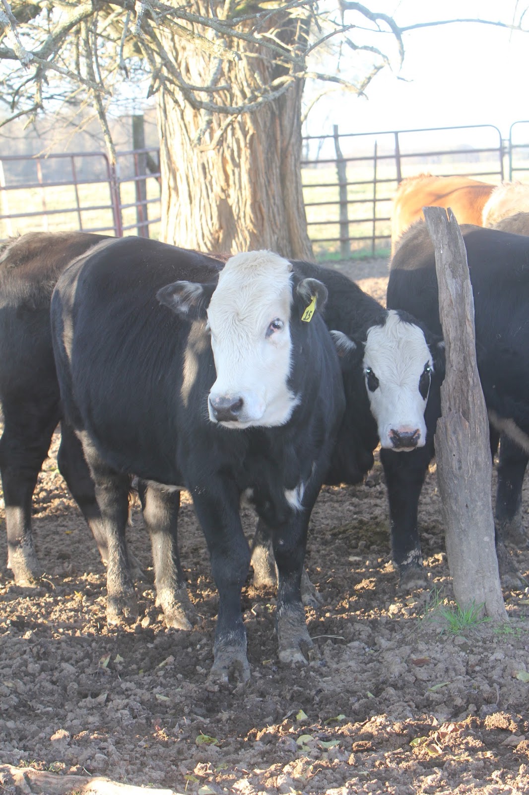 Bama Beef Blog Beef Fact Friday Heifer Replacement Considerations