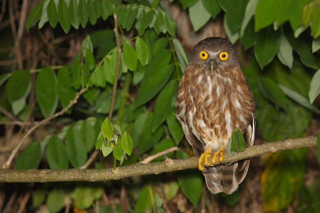 Andaman Hawk-Owl