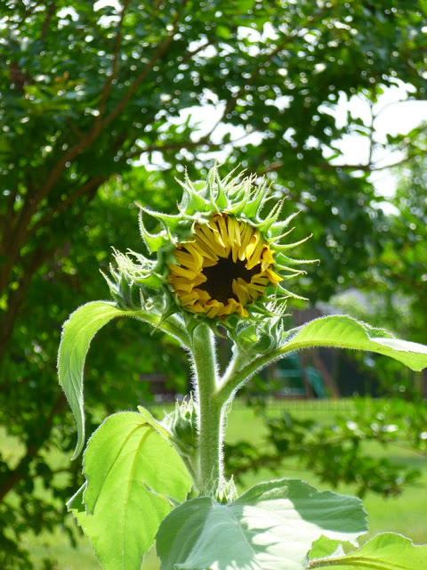 Tall sunflower, Helianthus annus