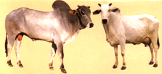 Cow Images, hd photo  Free Download  76