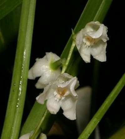 Acine orhideje info Cuitlauzina